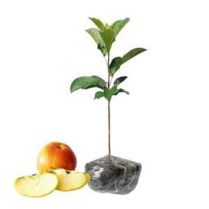 Honeycrisp Apple Tree Live Plant - 2 to 3 Feet - Red Apple Fruit Tree