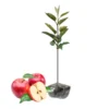 Honeycrisp Apple Tree Live Plant - 2 to 3 Feet - Red Apple Tree