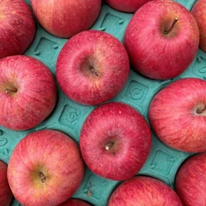 Honeycrisp Apple Tree Live Plant - 2 to 3 Feet - Red Apple Tree