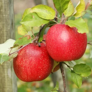 Honeycrisp Apple Tree Live Plant - 2 to 3 Feet - Red Apple Fruit Tree