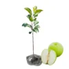 Granny Smith Apple Tree Plant - 2 to 3 Feet Tall - Green Apples