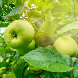 Granny Smith Apple Tree Live Plant - 2 to 3 Feet - Green Apple