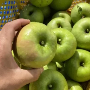 Granny Smith Apple Tree Live Plant - 2 to 3 Feet Tall - Green Apple