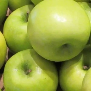 Granny Smith Apple Tree Live Plant - 2 to 3 Feet Tall - Green Apple