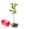 Pink Apple Tree Live Plant - 2 to 3 Feet Tall - Pink Apple Tree