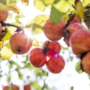 Pink Apple Tree Live Plant - 2 to 3 Feet Tall - Pink Apple Tree