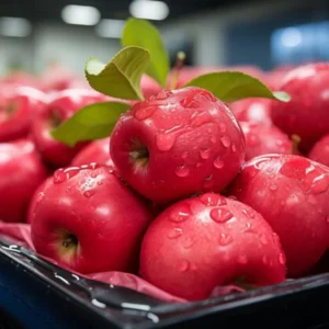 Pink Apple Tree Live Plant - 2 to 3 Feet Tall - Pink Apple Tree