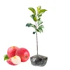 Apple Tree Live Plant - Pink Apple Tree 2-3 Feet Tall - Fresh Fruit