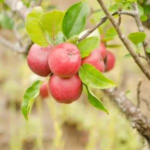 Apple Tree Live Plant - Pink Apple Tree 2-3 Feet Tall - Fresh Fruit