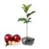 Gala Apple Tree Plant - 2 to 3 Feet Tall Red Apple Tree