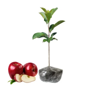 Gala Apple Tree Plant - 2 to 3 Feet Tall Red Apple Tree