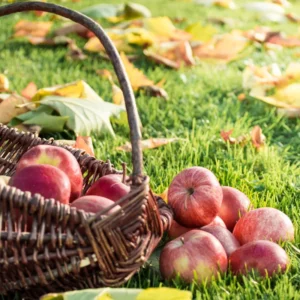 Gala Apple Tree Plant - 2 to 3 Feet Tall Red Apple Tree