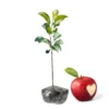 Gala Apple Tree Live Plant - 2 to 3 Feet Tall Red Apple Tree