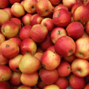 Gala Apple Tree Live Plant - 2 to 3 Feet Tall Red Apple Tree