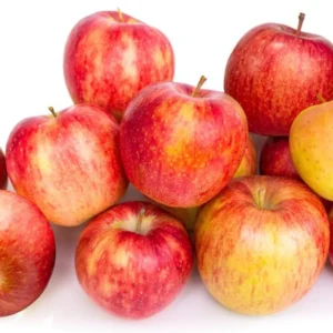 Gala Apple Tree Plant - 2 to 3 Feet Tall Red Apple Tree