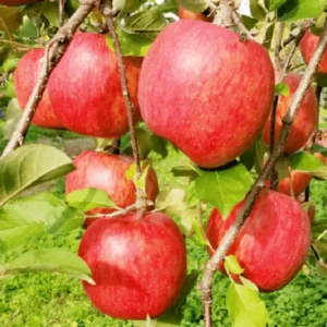 Gala Apple Tree Live Plant - 2 to 3 Feet Tall Red Apple Tree