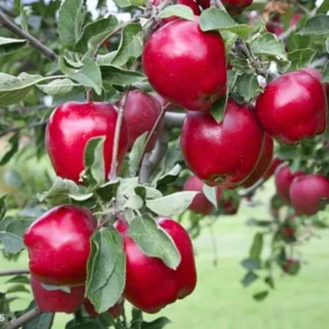 Apple Trees Live Plants - 2 to 3 Feet Tall - Ornamental Fruit Trees