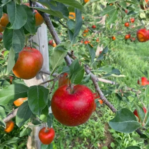 Apple Trees Live Plants - 2 to 3 Feet Tall - Ornamental Fruit Trees