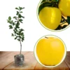 Apple Trees Live Plants - 2 to 3 Feet Tall Indoor Outdoor Garden Yellow Delicious
