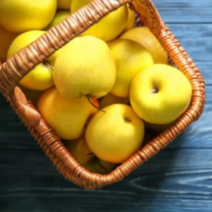 Apple Trees Live Plants - 2 to 3 Feet Tall Indoor Outdoor Garden Yellow Delicious