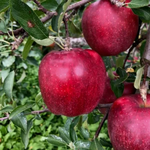 Apple Trees Live Plants - 2 to 3 Feet Tall - Ornamental Fruit Trees