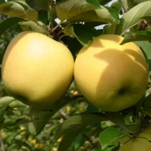 Apple Trees Live Plants - 2 to 3 Feet Tall Indoor Outdoor Garden Yellow Delicious