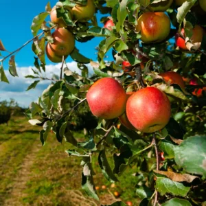 Apple Trees Live Plants - 3 to 4 Feet Tall Indoor Outdoor Trees