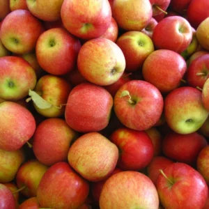 Apple Trees Live Plants - 3 to 4 Feet Tall Indoor Outdoor Trees