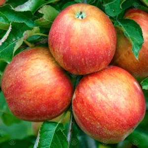 Apple Trees Live Plants - 3 to 4 Feet Tall Indoor Outdoor Trees