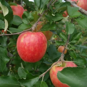 Apple Trees Live Plants - 2 to 3 Feet Tall - Indoor Outdoor Tree