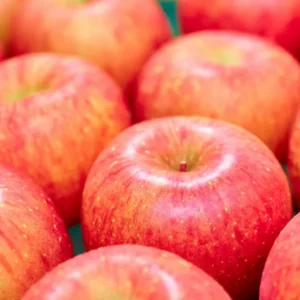 Pink Apple Tree Live Plants - 3 to 4 Feet Tall Indoor Outdoor