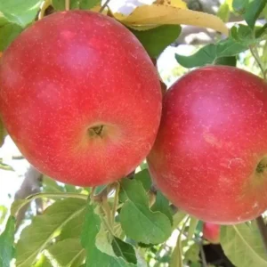Pink Apple Tree Live Plants - 3 to 4 Feet Tall Indoor Outdoor