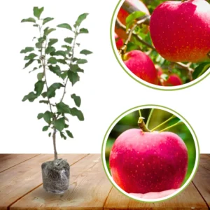 Pink Apple Tree Live Plants - 3 to 4 Feet Tall Indoor Outdoor