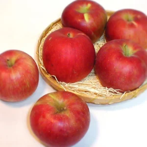 Pink Apple Tree Live Plants - 3 to 4 Feet Tall Indoor Outdoor