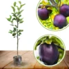 Black Apple Tree Plant Live 3 to 4 Feet Tall Indoor Outdoor