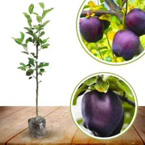 Black Apple Tree Plant Live 3 to 4 Feet Tall Indoor Outdoor