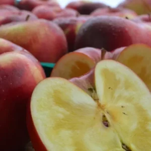 Black Apple Tree Plant Live 3 to 4 Feet Tall Indoor Outdoor