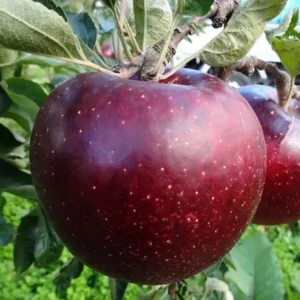 Black Apple Tree Plant Live 3 to 4 Feet Tall Indoor Outdoor