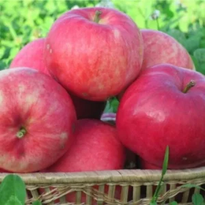 Pink Apple Tree Live Plants - 3 to 4 Feet Tall Indoor Outdoor