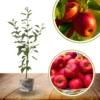 Red Delicious Apple Tree Live Plant - 3 to 4 Feet Tall - Red Apple Tree