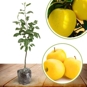 Golden Delicious Apple Tree Live Plant - 3-4 Feet Tall Yellow Apple