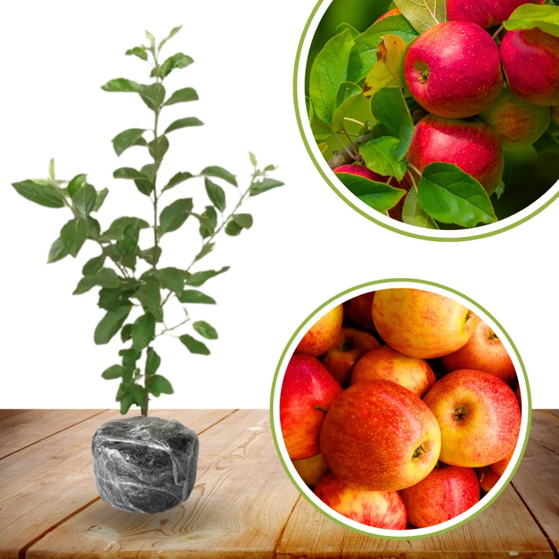 Winesap Apple Tree Plant 3-4 Feet Tall Indoor Outdoor Garden