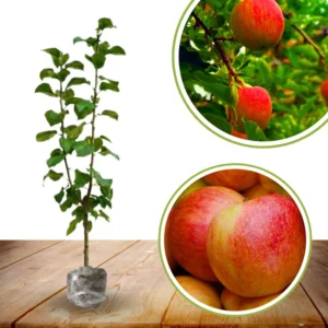Fuji Apple Tree Live Plant, 3 to 4 Feet Tall, Red Apple Tree Indoor Outdoor