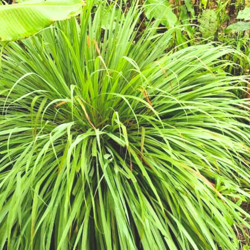 Pack of 2 Lemongrass Plants Live Herbs for Outdoor Garden 5-9 inches