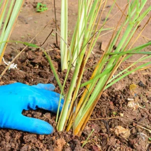 Pack of 2 Lemongrass Plants Live Herbs for Outdoor Garden 5-9 inches