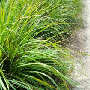 Pack of 2 Lemongrass Plants Live Herbs for Outdoor Garden 5-9 inches