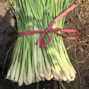 Pack of 2 Lemongrass Plants Live Herbs for Outdoor Garden 5-9 inches