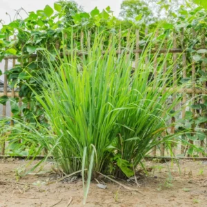 Lemongrass Live Plants Set of 2 5-9 Inches Green Indoor Outdoor Herbs