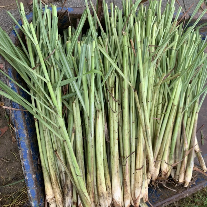 Lemongrass Live Plants Set of 2 5-9 Inches Green Indoor Outdoor Herbs