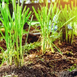 Lemon Grass Live Plant Set of 2 for Indoor Outdoor Gardens Green Herbs